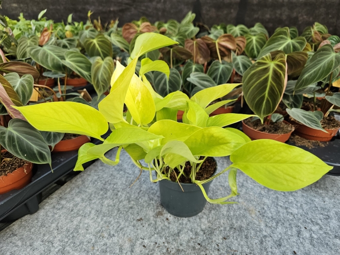 Epipremnum Golden Pothos / Neon - M