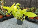Epipremnum Golden Pothos / Neon - M