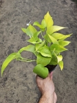 Epipremnum Golden Pothos / Neon - M