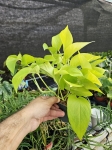 Epipremnum Golden Pothos / Neon - M
