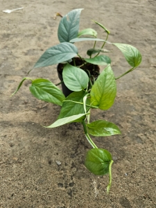 Epipremnum pinnatum Cebu Blue - M