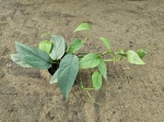 Epipremnum pinnatum Cebu Blue - M