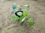 Epipremnum pinnatum Cebu Blue - M
