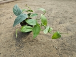 Epipremnum pinnatum Cebu Blue - M