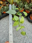 Epipremnum pinnatum Cebu Blue - M