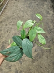 Epipremnum pinnatum Cebu Blue - M
