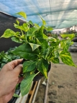 Epipremnum pinn. N'Joy Gold - M