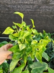 Epipremnum pinn. N'Joy Gold - M