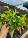 Epipremnum pinn. N'Joy Gold - M