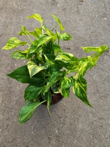 Epipremnum pinn. N'Joy Gold - M