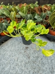 Epipremnum pinn. N'Joy Gold - M
