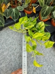 Epipremnum pinn. N'Joy Gold - M