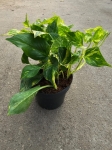 Epipremnum pinn. N'Joy Gold - M