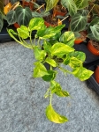 Epipremnum pinn. N'Joy Gold - M