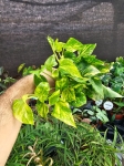 Epipremnum pinn. N'Joy Gold - M