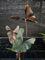 Alocasia Princeps Purple Cloak - XL