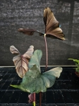 Alocasia Princeps Purple Cloak - XL