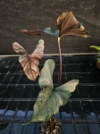 Alocasia Princeps Purple Cloak - XL