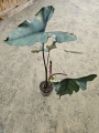 Alocasia Princeps Purple Cloak - XL