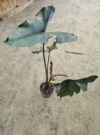 Alocasia Princeps Purple Cloak - XL