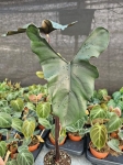 Alocasia Princeps Purple Cloak - XL