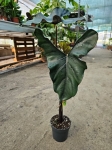 Alocasia Princeps Purple Cloak - XL