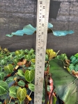 Alocasia Princeps Purple Cloak - XL