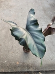 Alocasia Princeps Purple Cloak - XL