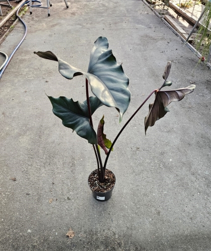 Alocasia Princeps Purple Cloak - XL