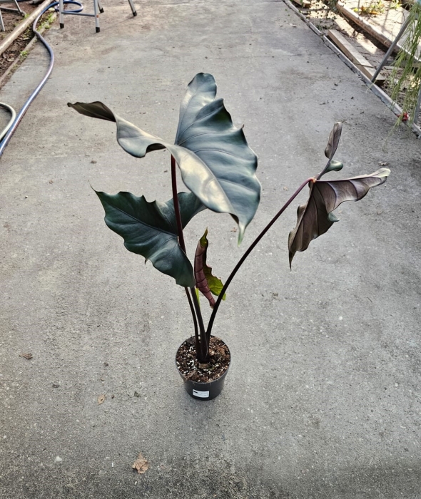 Alocasia Princeps Purple Cloak - XL