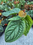 Anthurium Radicans x Luxurians