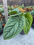 Anthurium Radicans x Luxurians - L