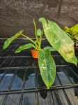 Philodendron Jose Buono - L