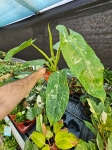 Philodendron Jose Buono - L