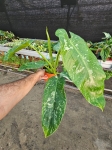 Philodendron Jose Buono - L