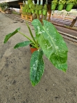 Philodendron Jose Buono - L