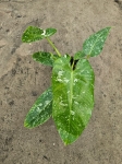 Philodendron Jose Buono - L