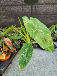 Philodendron Jose Buono - L