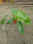 Philodendron Jose Buono - L