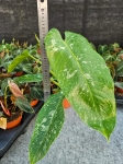 Philodendron Jose Buono - L