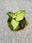 Syngonium Mouse Ears - M