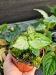 Syngonium Mouse Ears - M