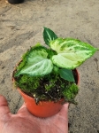 Syngonium Mouse Ears - M