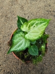 Syngonium Mouse Ears - M