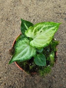 Syngonium Mouse Ears - M