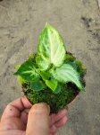 Syngonium Mouse Ears - M