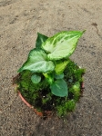 Syngonium Mouse Ears - M