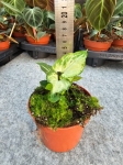 Syngonium Mouse Ears - M