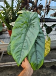 Alocasia Heterophylla Corazon - L