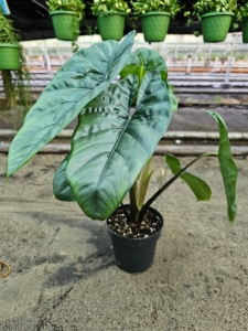 Alocasia Heterophylla Corazon - L